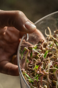 Mung beans in the grow box that are sprouting. its roots are white and the leaves grow green
