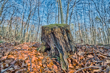 Obraz premium Wald im Frühling Natur erwacht