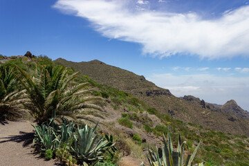 Landscape photograph of mountains and plants on the Island of Tenerife