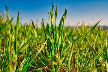Obraz premium Grünes Gras 