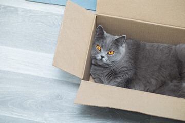 An adorable grey British cat lies in a cardboard box