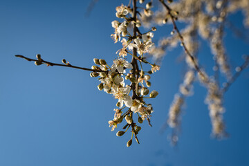 Kirschblüte  im Hintergrund vor blauem Himm