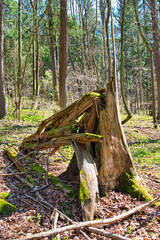 Wald im Frühling Natur erwacht