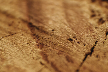 Macrophotography of the tree texture. A section of a tree trunk. Background and texture.
