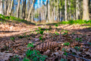 Wald im Frühling Natur erwacht