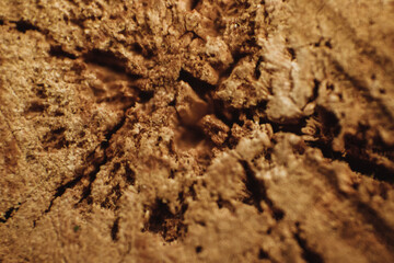 Macrophotography of the tree texture. A section of a tree trunk. Background and texture.