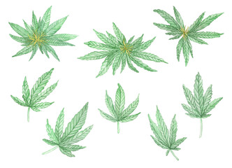 Watercolor Green branches of blossom Cannabis plant with leaves