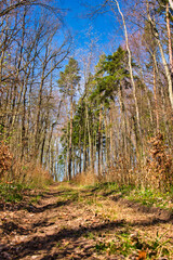Wald im Frühling Natur erwacht
