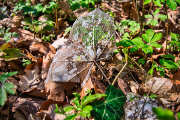 Wald im Frühling Natur erwacht