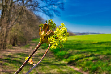 Wald im Frühling Natur erwacht