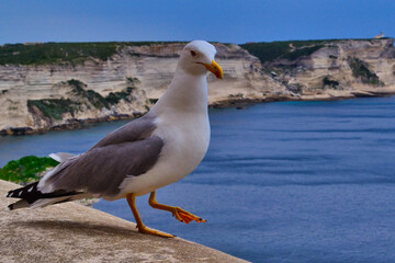 mouette