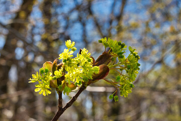 Wald im Frühling Natur erwacht