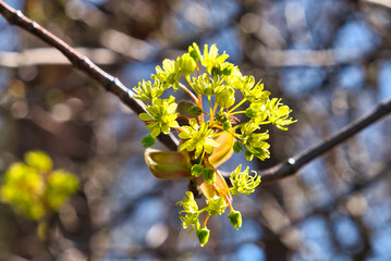 Wald im Frühling Natur erwacht