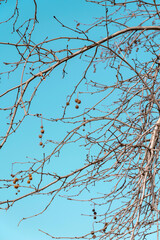branches against blue sky
