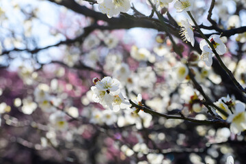 梅の花　白加賀