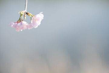 Fototapeta na wymiar かわいい桜の花