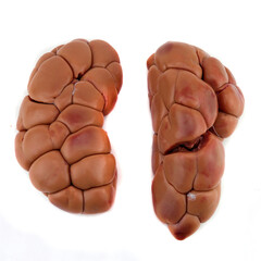 raw beef kidney isolated on light background