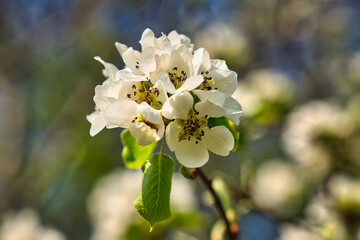 Frühling Blüte blauer Himmel