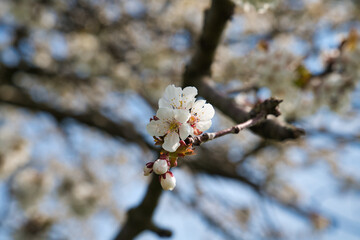 Kirschblüte im Hintergrund vor blauem Himmel