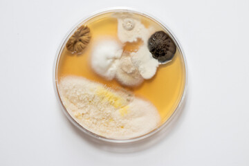 Top down shot of colonies of mold in a petri dish on white background