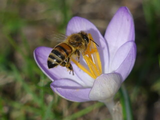 Biene an Krokus