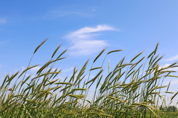 High quality forage - oat forage, North China