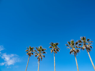 Fototapeta premium 青空と椰子の木