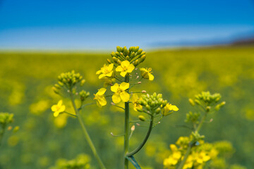 Rapsblüte mit Rapsfeld im Hintergrund vor blauem Himmel