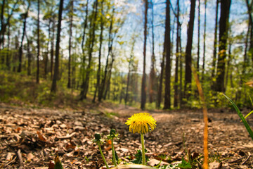 Wald im Frühling Natur erwacht