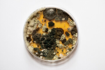 Close up of colonies of germs and mold grown in a petri dish on white background, top down shot