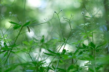 Naklejka premium Galium sylvaticum, commonly known as Scotch mist or wood bedstraw
