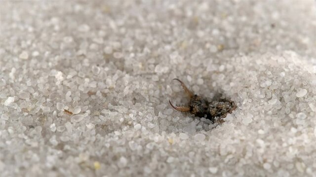 Insect larva Myrmeleon formicarius or common antlion, family Myrmeleontidae, order Neuroptera. Predator, buries itself in the sand, making a funnel and waits for prey
