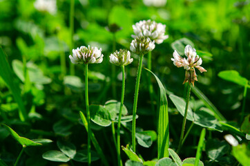 Green lawn. White flowers of a young clover in the garden under the rays of the sun