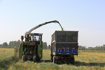 Farmers use harvesters to harvest oats in a field