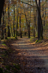 Fototapeta premium Forêt de Bouconne
