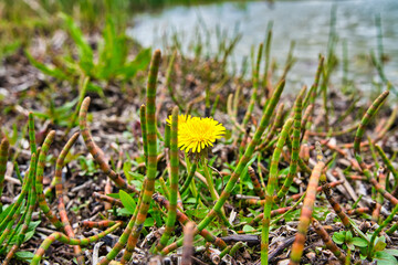 bunte Fr&uuml;hlingswiese Fr&uuml;hlingsblumen auf der Wiese im Fr&uuml;hling