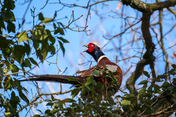 Common Pheasant (phasianus colchicus) resting in an Oak tree in wintertime