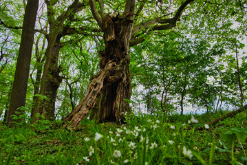 Wald im Frühling
