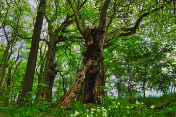 Fototapeta premium Wald im Frühling