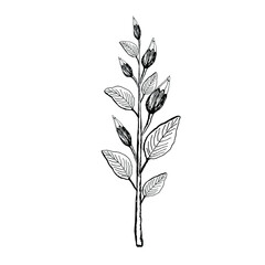 Sketch of a branch with leaves and flower buds. Vector isolated element. Doodle illustration.