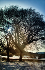 silhouette of a tree in winter at dawn background