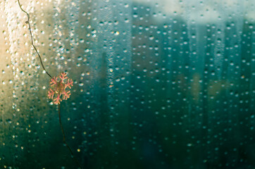 Raindrops on Window