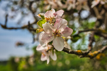 bunte Frühlingswiese Frühlingsblumen auf der Wiese im Frühling