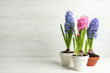 Fototapeta na wymiar Beautiful potted hyacinth flowers on white wooden table. Space for text