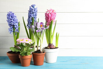Fototapeta na wymiar Different beautiful potted flowers on light blue wooden table. Space for text