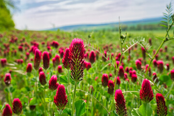 bunte Frühlingswiese Frühlingsblumen auf der Wiese im Frühling