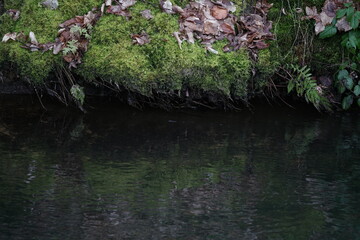 Wasserlauf mit Ufer und Bewuchs durch Farne und Moose 