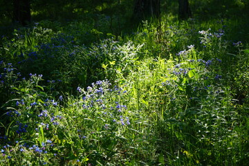 Forest glade with wildflowers at sunset. Small blue flowers in woodland. Beautiful spring natural scenery. Pulmonaria (lungwort).