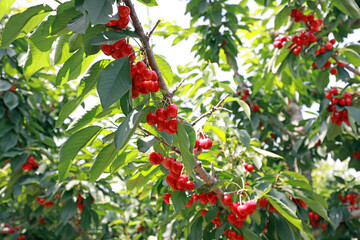 Ripe cherries hang on the branches, North China