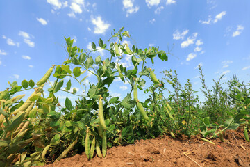 Full grain pea plant, North China
